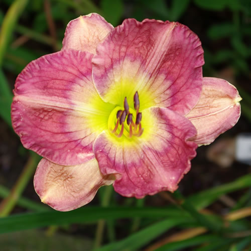 Hemerocallis Calculated Ambiguity